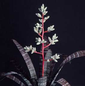 hohenbergia-correia-arajoi-fudge-ripple-bromeliad