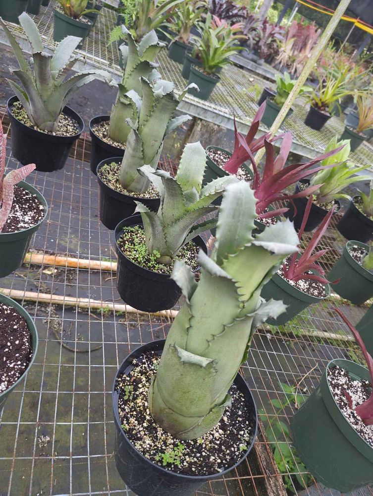 hohenbergia-edmundoi-bromeliad