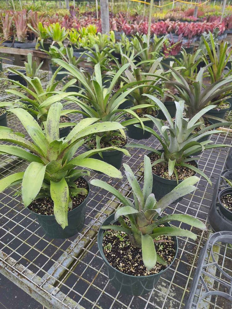 hohenbergia-pennae-bromeliad