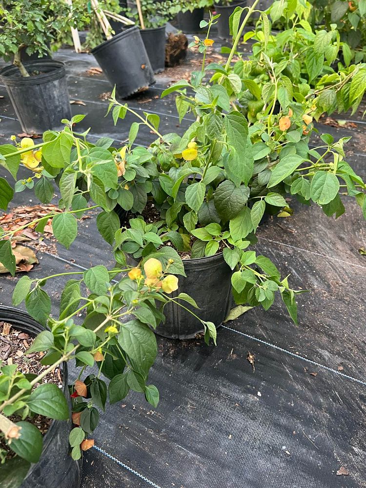 holmskioldia-chinensis-chinese-hat