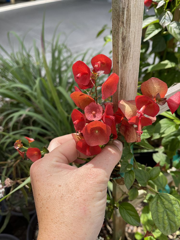 holmskioldia-sanguinea-red-form-mandarin-hat