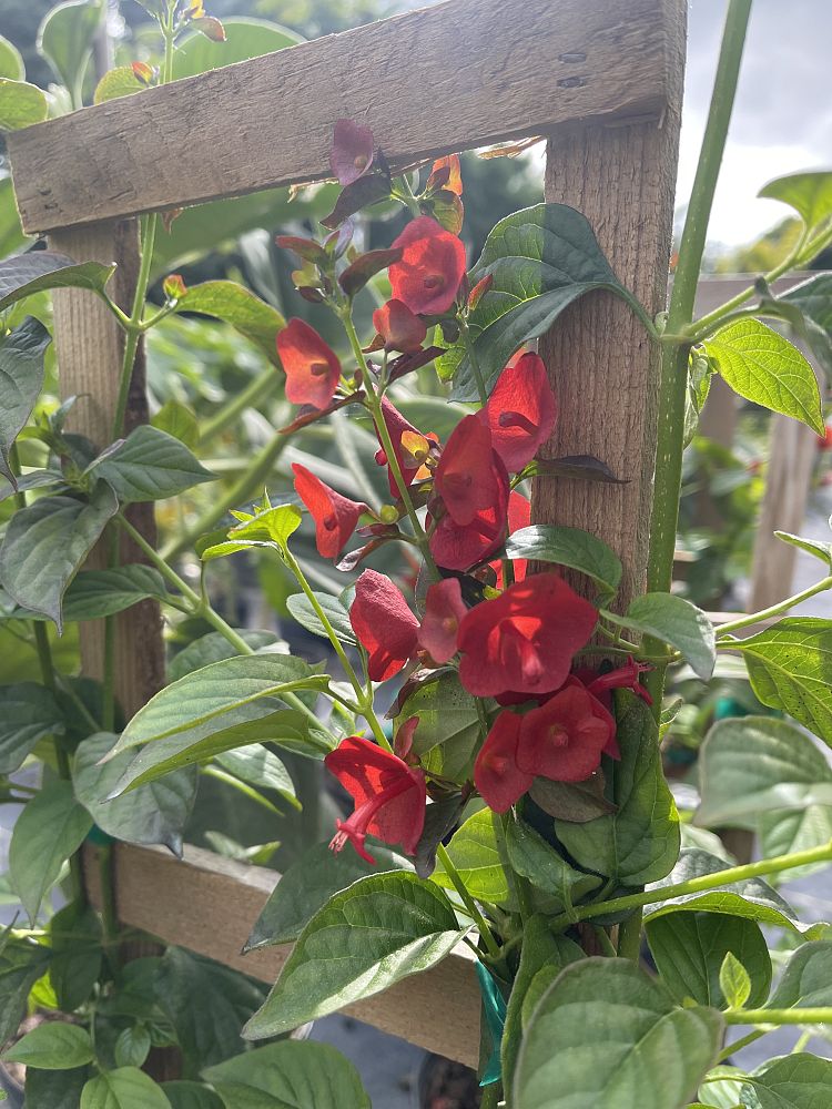 holmskioldia-sanguinea-red-form-mandarin-hat
