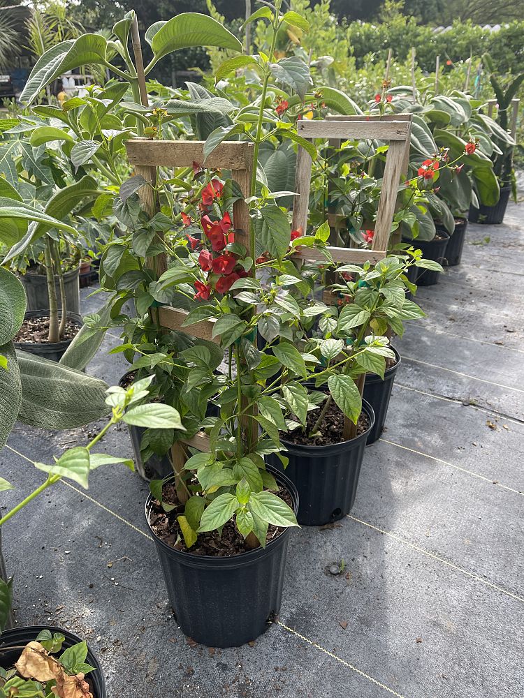 holmskioldia-sanguinea-red-form-mandarin-hat