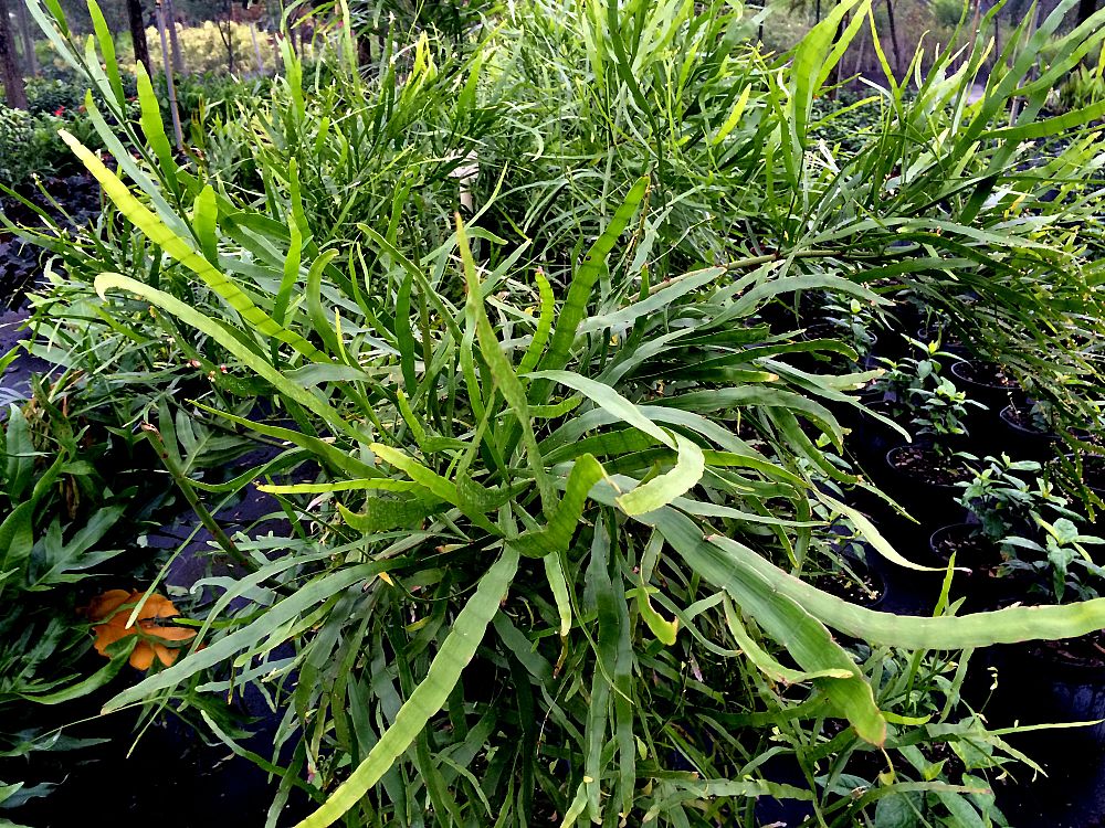 homalocladium-platycladum-ribbon-bush