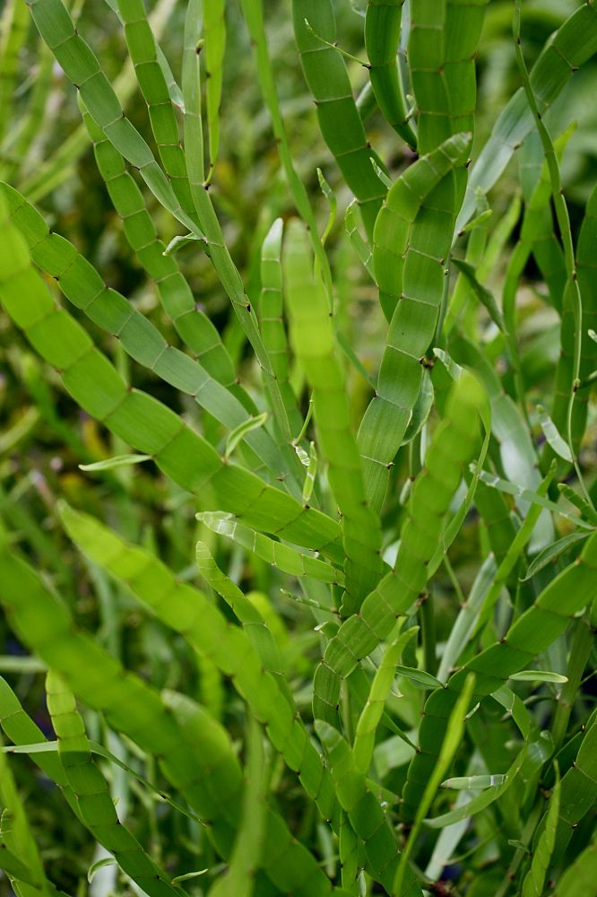 homalocladium-platycladum-ribbon-bush