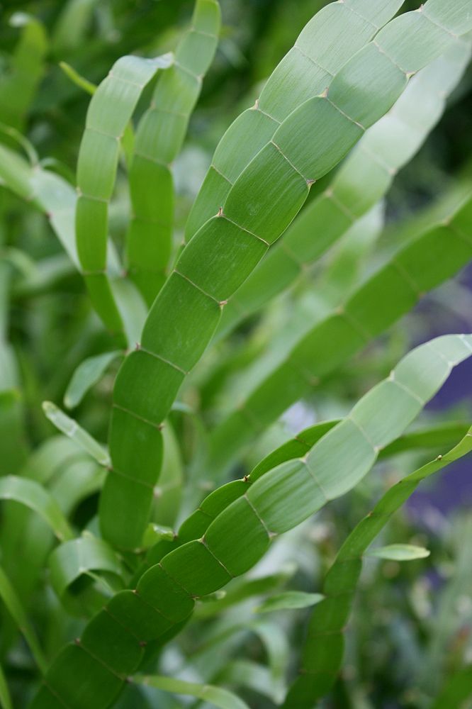 homalocladium-platycladum-ribbon-bush