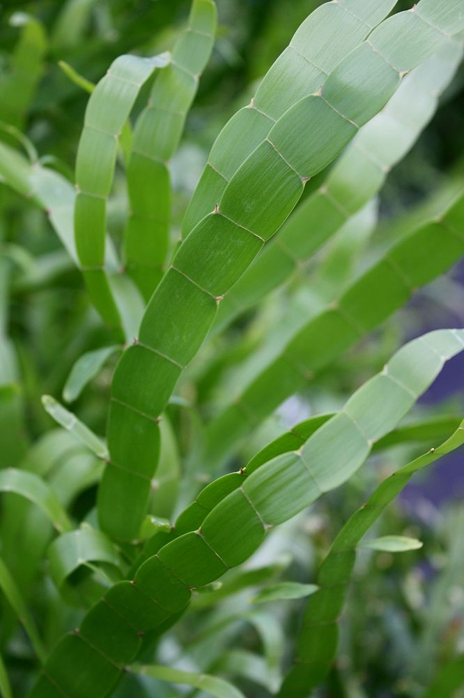 homalocladium-platycladum-ribbon-bush