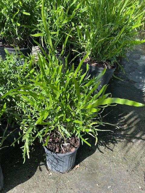 homalocladium-platycladum-ribbon-bush