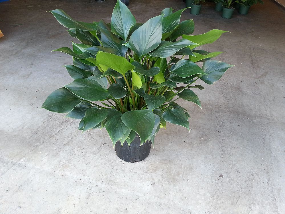 homalomena-emerald-gem-emerald-gem