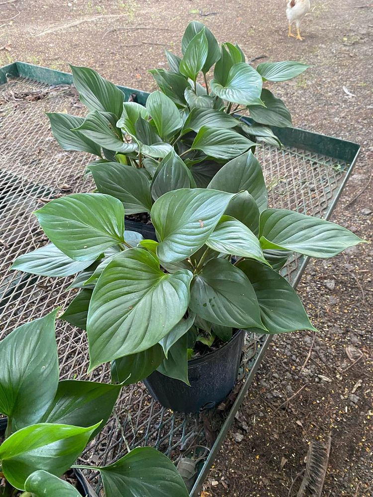 homalomena-emerald-gem-emerald-gem