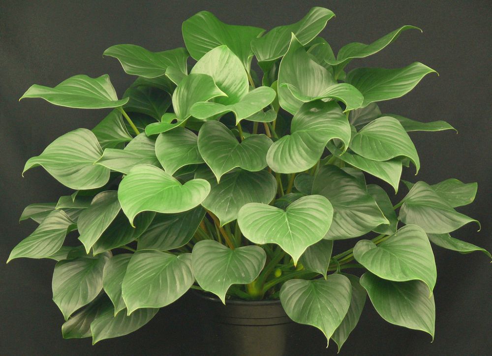 homalomena-emerald-gem