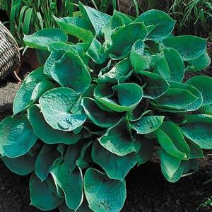 hosta-abiqua-drinking-gourd-plantain-lily