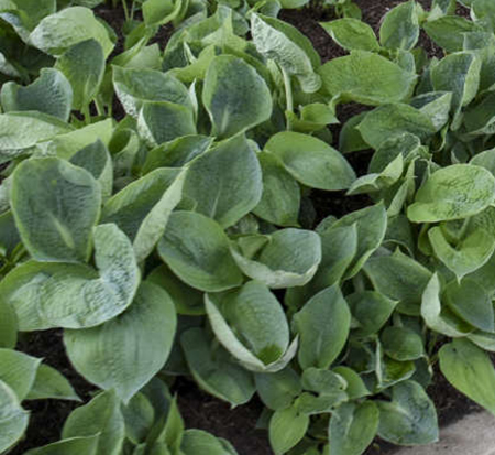 hosta-abiqua-drinking-gourd-plantain-lily