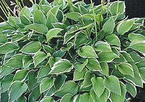 hosta-allan-p-mcconnell-plantain-lily