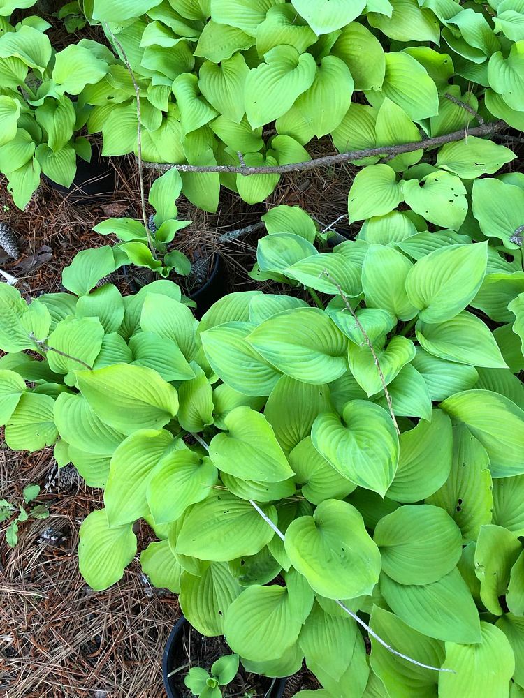 hosta-august-moon-plantain-lily