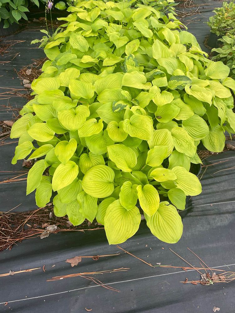 hosta-august-moon-plantain-lily