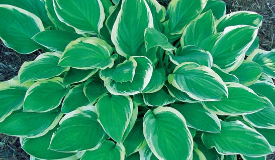 hosta-blazing-saddles