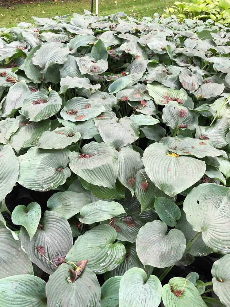 hosta-blue-angel-plantain-lily