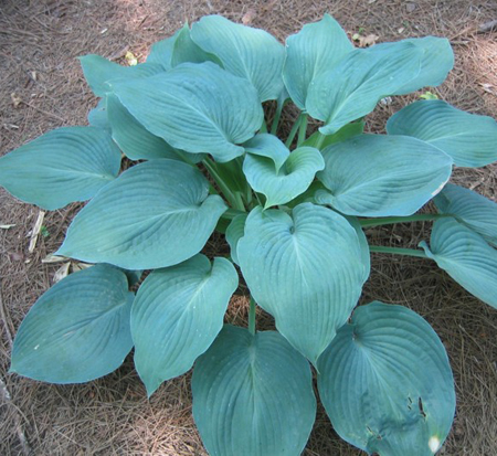 hosta-blue-angel-plantain-lily
