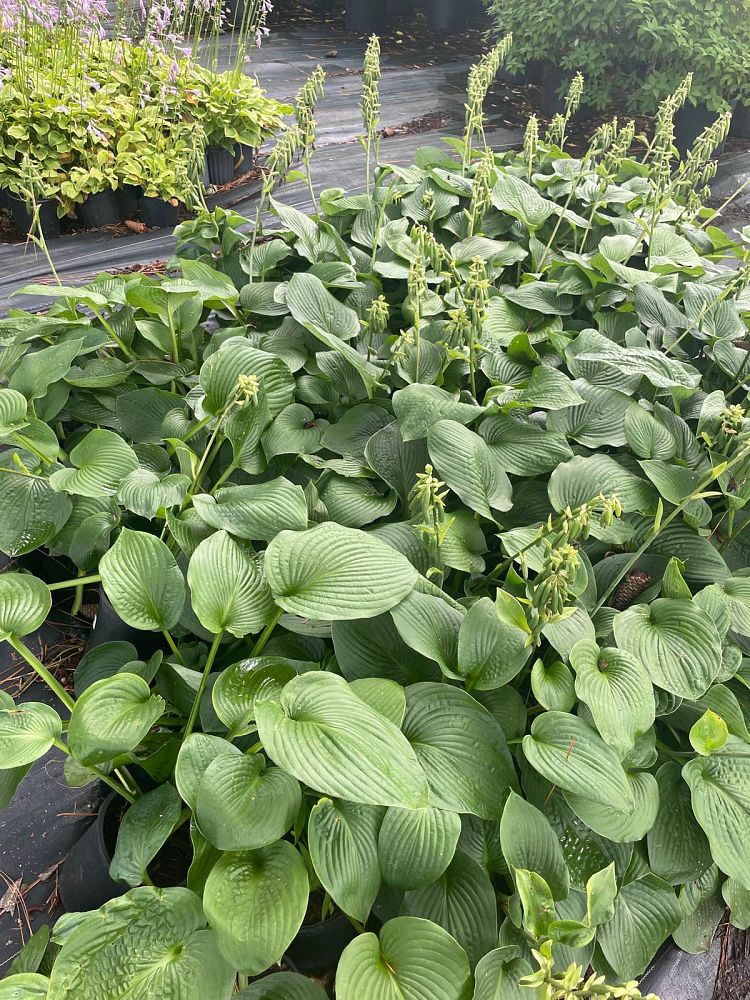 hosta-blue-angel-plantain-lily