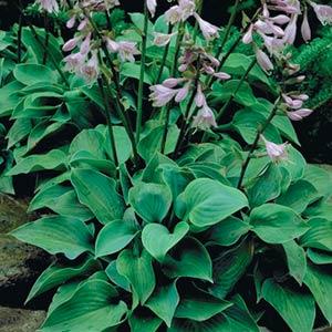 hosta-blue-cadet-plantain-lily