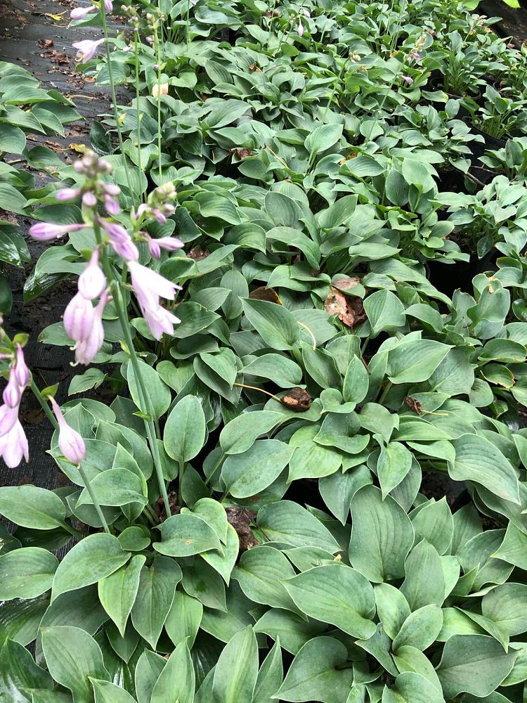 hosta-blue-cadet-plantain-lily