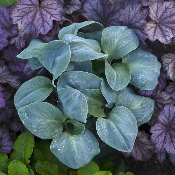 hosta-blue-elf