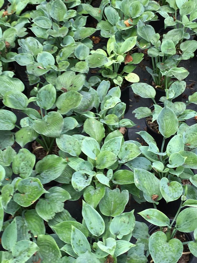 hosta-blue-hawaii