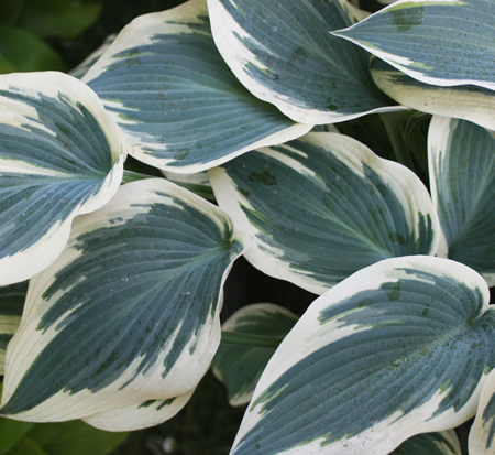 hosta-blue-ivory-plantain-lily