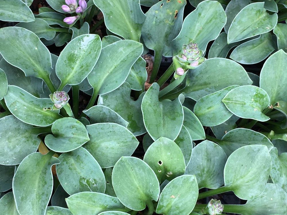 hosta-blue-mouse-ears-plantain-lily