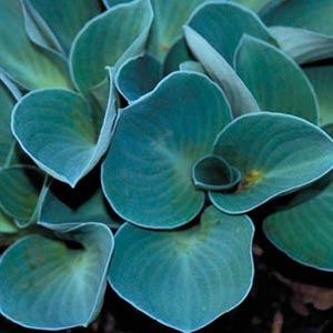 hosta-blue-mouse-ears-plantain-lily