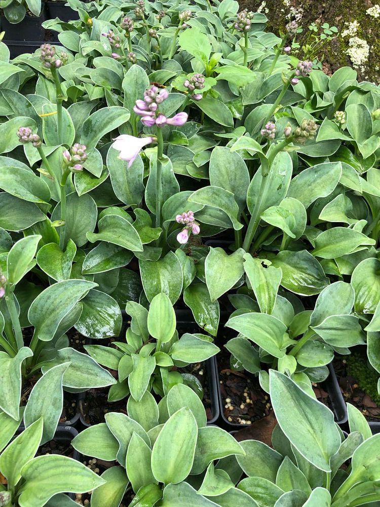 hosta-blue-mouse-ears-plantain-lily