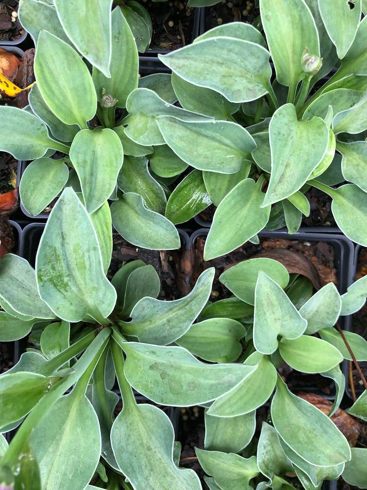 hosta-blue-mouse-ears-plantain-lily