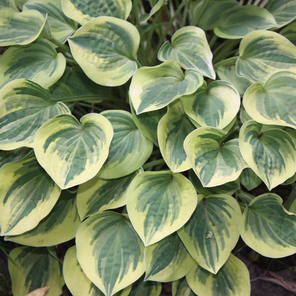 hosta-cameo