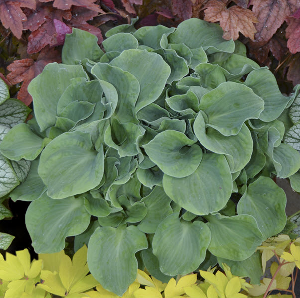 hosta-church-mouse