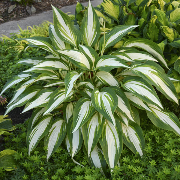 hosta-cool-as-a-cucumber