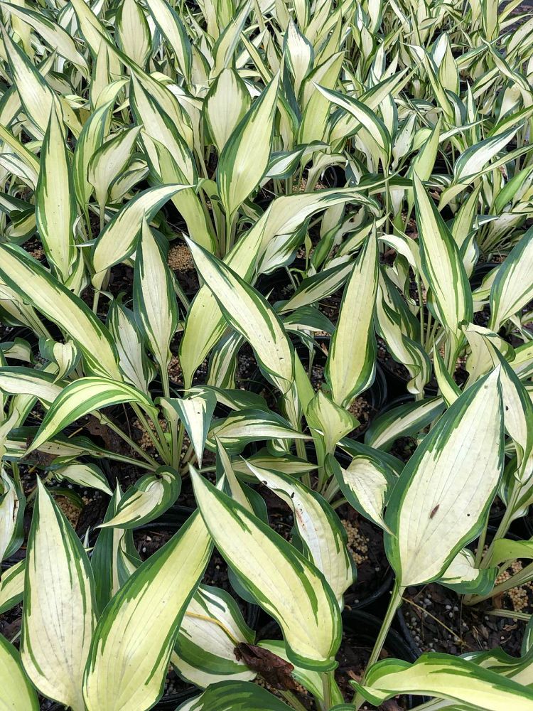hosta-cool-as-a-cucumber