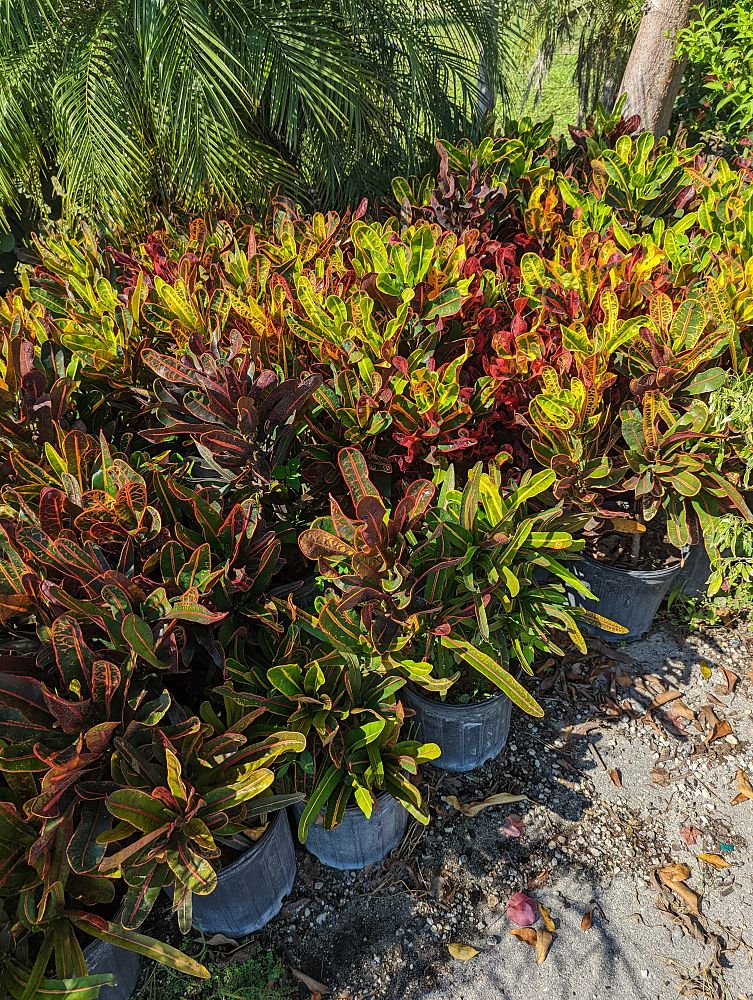 hosta-croutons