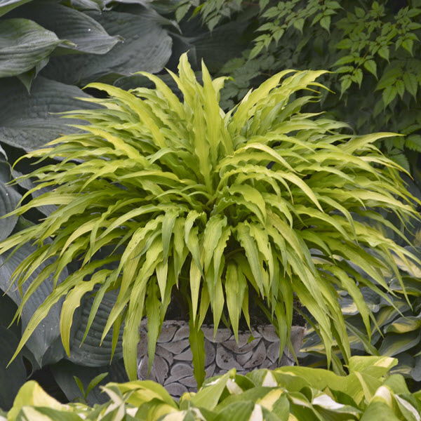 hosta-curly-fries