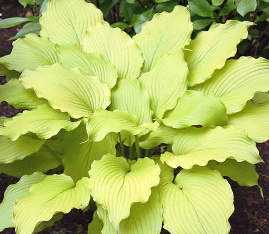 hosta-dancing-queen