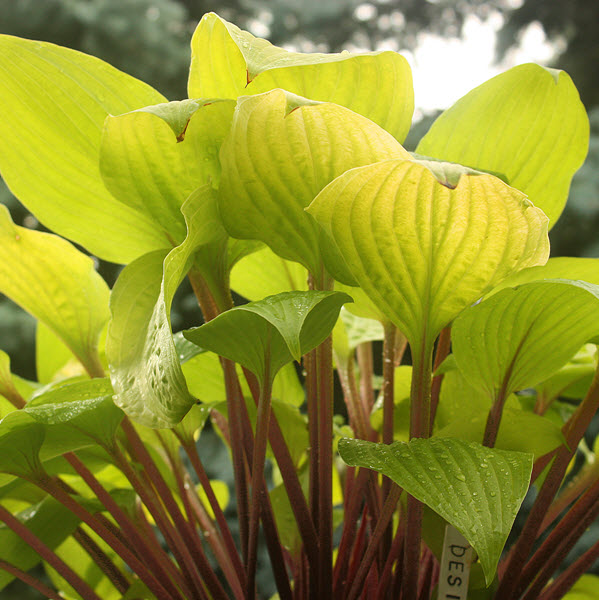 hosta-designer-genes