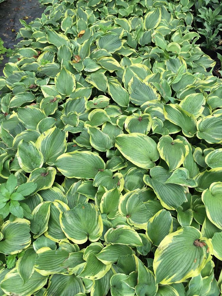 hosta-earth-angel-plantain-lily