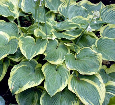 hosta-earth-angel-plantain-lily