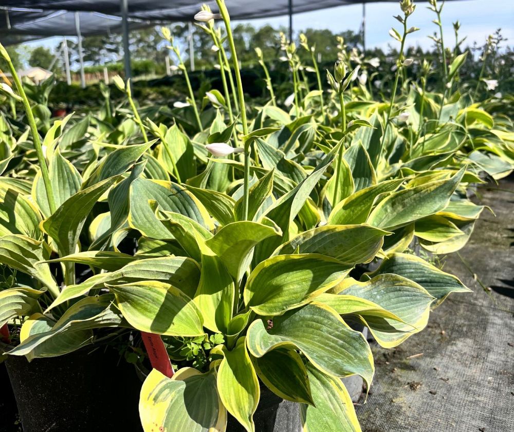 hosta-earth-angel-plantain-lily
