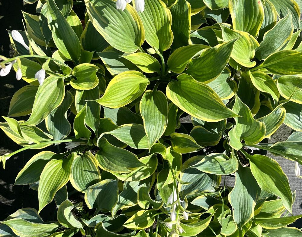 hosta-earth-angel-plantain-lily