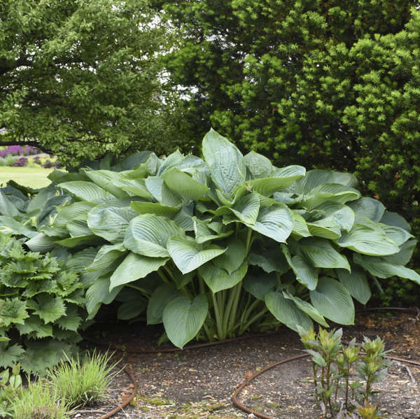 hosta-empress-wu-plantain-lily