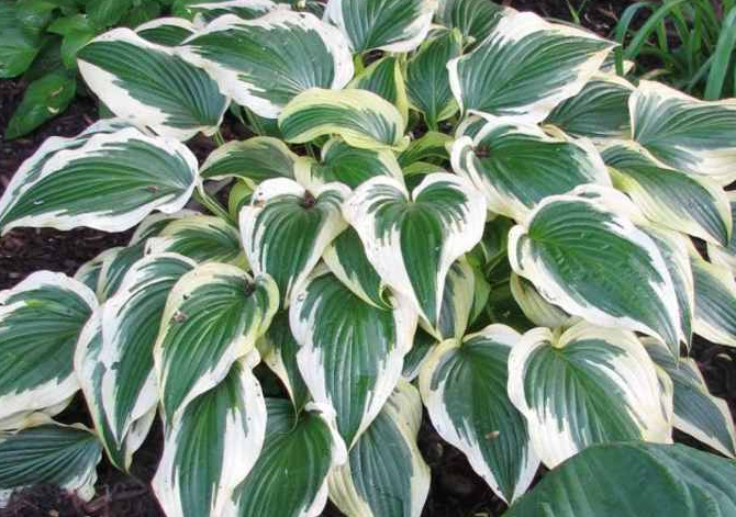 hosta-fantabulous