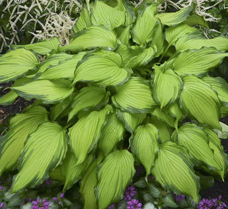 hosta-first-dance