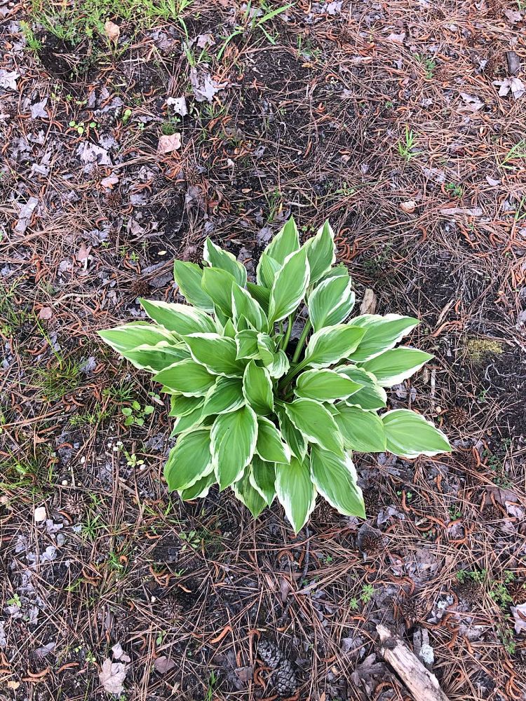 hosta-fortunei-albomarginata-plantain-lily