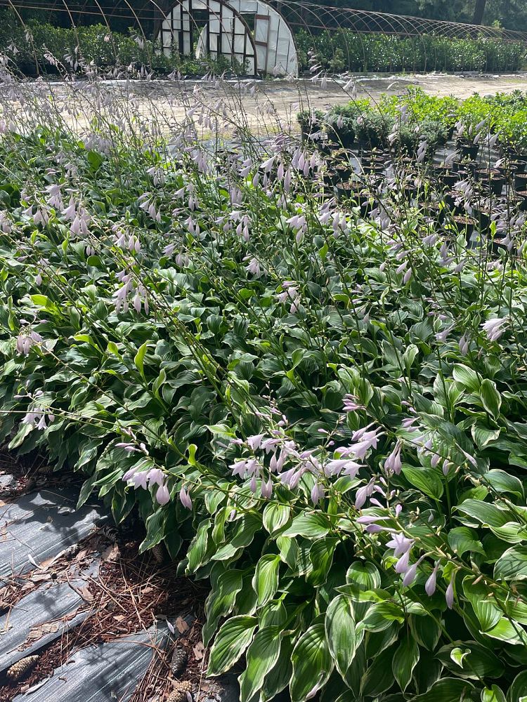 hosta-fortunei-albomarginata-plantain-lily